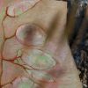lunaria iridescent – Image 5