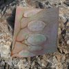 lunaria iridescent – Image 4
